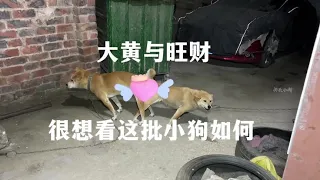 狗不停的叫，小何就猜出怎么回事了，这批小狗会是怎么样呢#狗狗