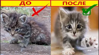 Спасение Бездомного Котенка. Котенок Ищет Любящую Семью. / Save the kitten.