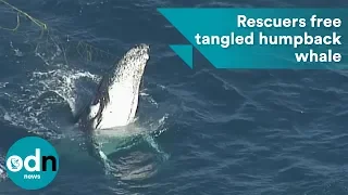 Rescuers free tangled humpback whale