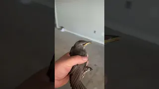 Birds aren’t real