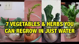 7 STORE VEGETABLES & HERBS YOU CAN REGROW IN JUST WATER