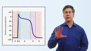 The Cardiac Action Potential