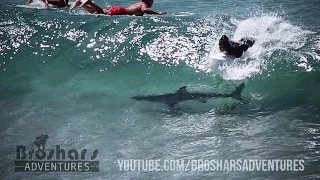 Shark Swims Under Byron Bay Surfers!