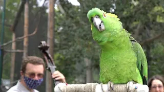 Band Plays Live Music for Lonely Animals at Oakland Zoo