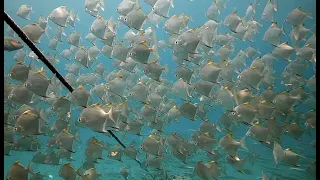 Snorkeling Koh Rang National Park: how great is...