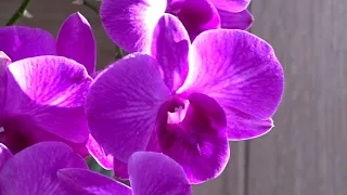 Дендрофаленопсисы  простые в уходе и очень красивые орхидейки )