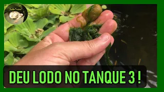 Deu 🌿 LODO no tanque 3. Excesso de sol 🌞 ? E agora ?