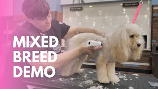 Mixed Breed Dog Grooming Demo