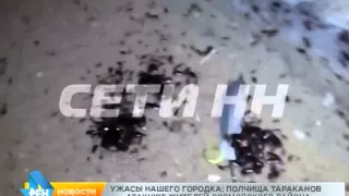Кадры фильмов ужасов про нашествия насекомых стали реальностью в Сормовском районе