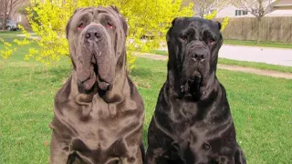 Самые популярные клички для собак больших пород  The most popular nicknames for dogs of large breeds