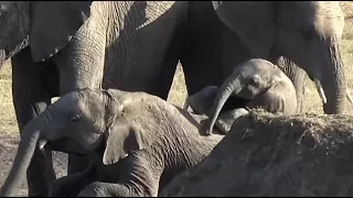 SafariLive Dec 12 - Little baby Elephant having fun.