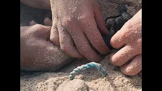 BBC Earth || The importance of saving baby turtles from the impact of humans