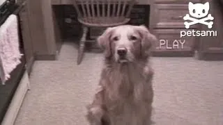 Dog shows off his breakdancing skills