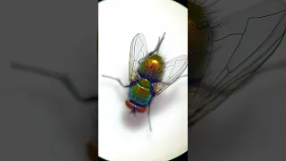 How flies are used to solve homicides!