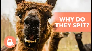 Why Do LLAMAS SPIT? 💦🦙 (3 Reasons for Spitting Llamas(