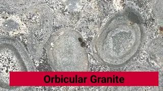 Orbicular granite