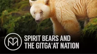 Rainforest Guardians: Spirit Bears and the Gitga'at Nation
