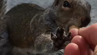 Hungry Squirrel Fighting For Nut - Slow Motion