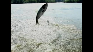 Silver Carp on the Illinois River