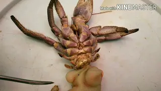 External Anatomy of Hermit Crab (Paguroidea)