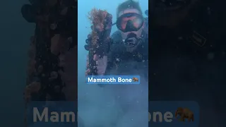 Mammoth & Megalodon Shark fossils FOUND diving in FL