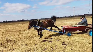 ЛОШАДИ/ОБУЧАЕМ МОЛОДУЮ КОБЫЛУ В ТЕЛЕГЕ/horses/we train young mare