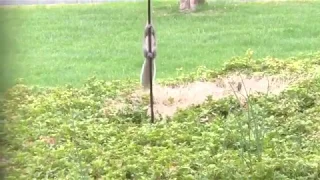 my mom put oil on her bird feeder to keep squirrels from stealing the bird food