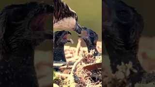 The Incredible Hunting Techniques of Eagles | Natural Powered Eagles #BBCEarth #Eagles #Hunting