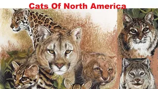 Cats Of North America - All Wild Cat Species Of North America