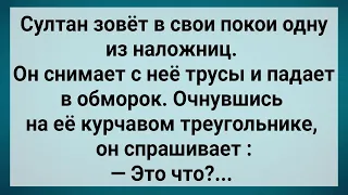 Как Султан с Наложницы Трусы Снимал! Сборник Свежих Анекдотов! Юмор!