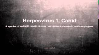 Medical vocabulary: What does Herpesvirus 1, Canid mean