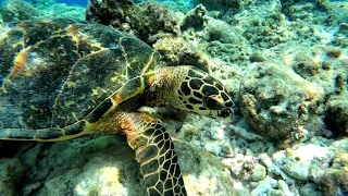 Embudu Village House Reef - Schildkröten