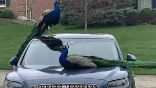 Neighborhood peacocks killed in Rochester Hills