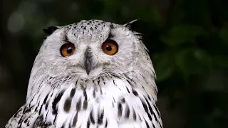 When Owls Attack