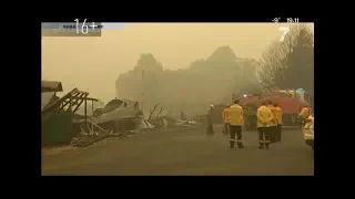 Более миллиарда животных погибли в пожарах в Австралии