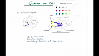 Gebisstypen (Ergebnissicherung)