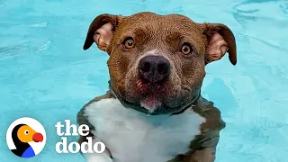 Pittie Must Be In The Pool At All Times Or Else She Gets So Sad | The Dodo Pittie Nation