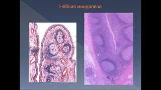 8:00      Система      органов кроветворения      и иммунной защиты