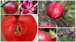 Яблоня Ред Кетти: яблоки красные снаружи и внутри!