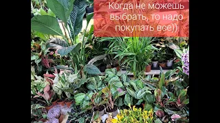 БОЛЬШОЕ ПОСТУПЛЕНИЕ комнатных растений от 10марта 2023г. Спатифиллум Сенсация, Алоказии, Калатеи др.