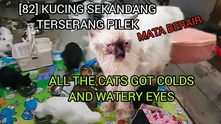 [82] MENYEMBUHKAN KUCING PILEK - CURES CAT COLDS