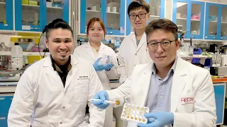 Scientists led by NTU Singapore create pollen sponge that can tackle oil spills