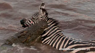 Exceptional! Zebra killed & eaten by crocodiles, hippo joining the feast. (warning explicit footage)