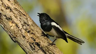 The Melodious Oriental Magpie Robin