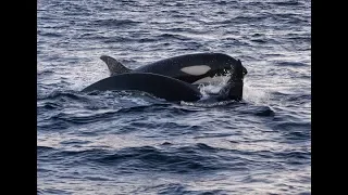 Orcas and whales in Northern Norway (Skjervøy)