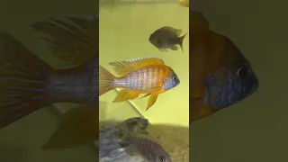 Male emperor cichlid fish #fish