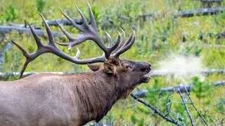 Elk Bulls Bugling During the Rut