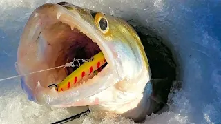 ЛОВЛЯ СУДАКА на ВИБЫ В НОВОМ ГОДУ! Рыбалка на судака на Оби, Обском водохранилище. Рыбалка 2024