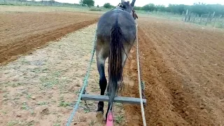 arando a terra no meu burrinho para plantar