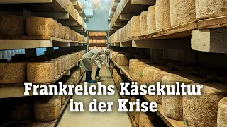 Brie, Salers und Camembert: Frankreichs Käsekultur in Gefahr | SPIEGEL TV für ARTE Re: